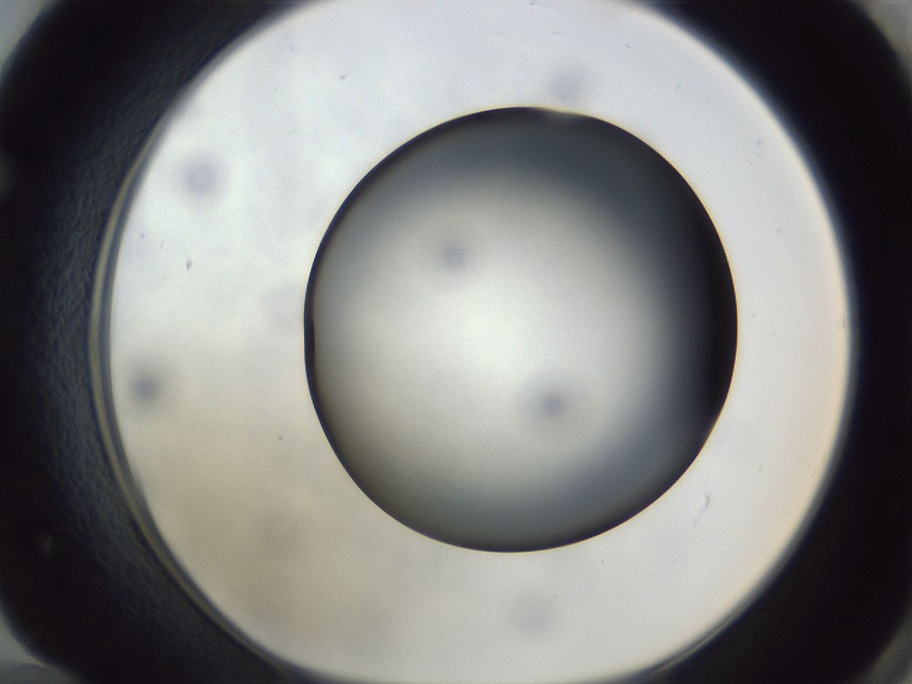 folderID307_plateID1307_batchID4263_wellNum72_profileID1_d1_r78463_ef.jpg