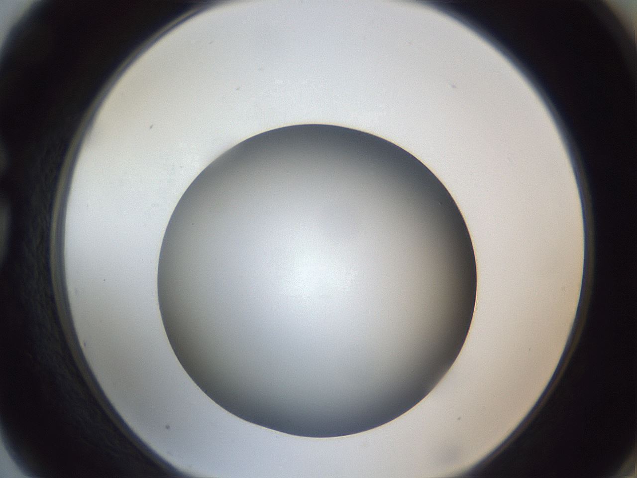 folderID307_plateID1307_batchID4263_wellNum75_profileID1_d1_r78466_ef.jpg