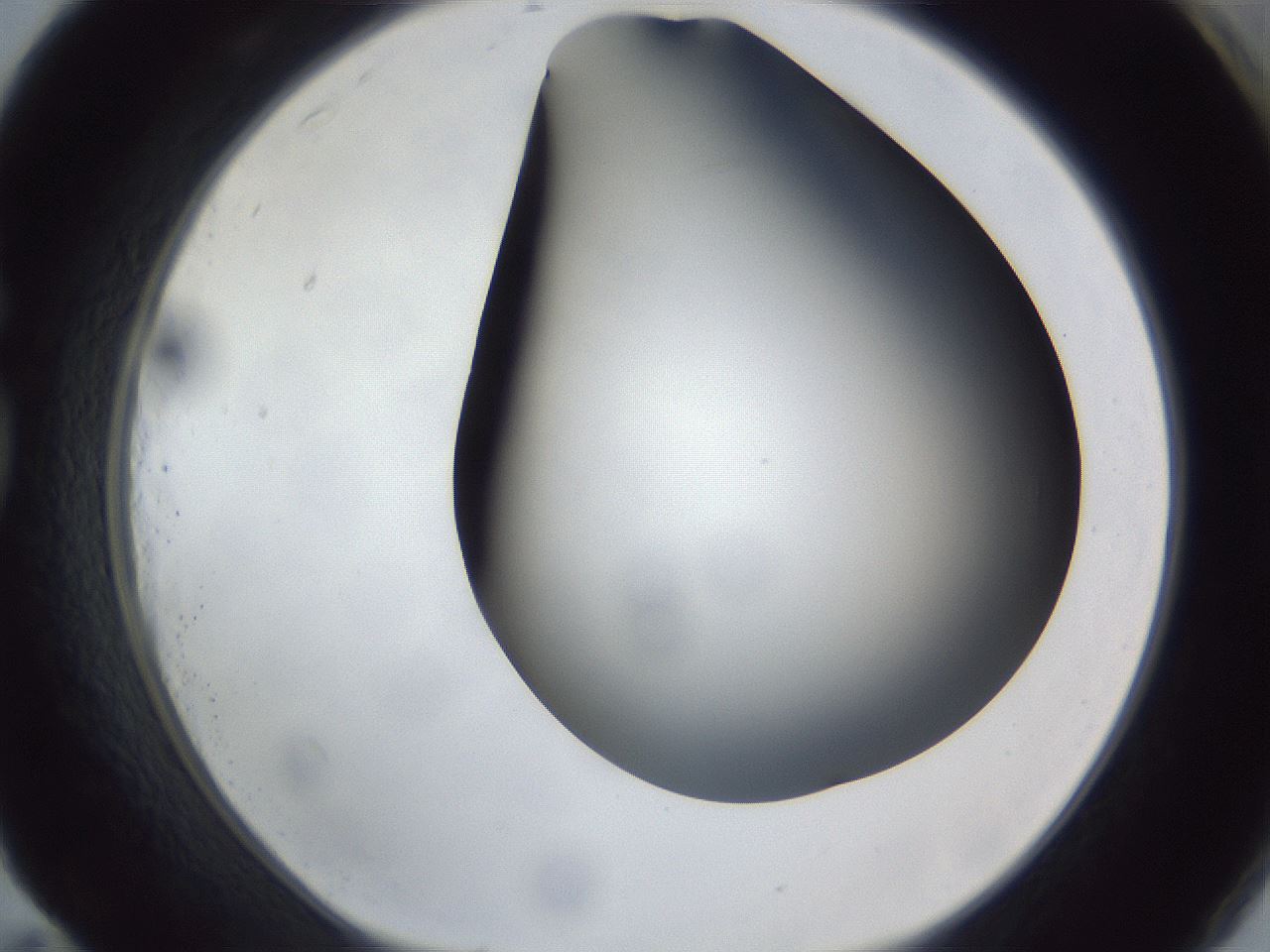 folderID307_plateID1307_batchID4263_wellNum83_profileID1_d1_r78474_ef.jpg