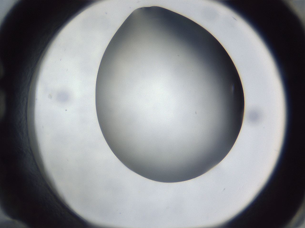 folderID307_plateID1307_batchID4263_wellNum84_profileID1_d1_r78475_ef.jpg