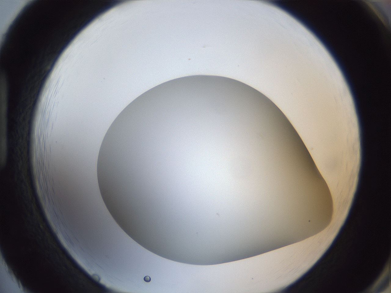 folderID307_plateID1307_batchID4263_wellNum86_profileID1_d1_r78477_ef.jpg