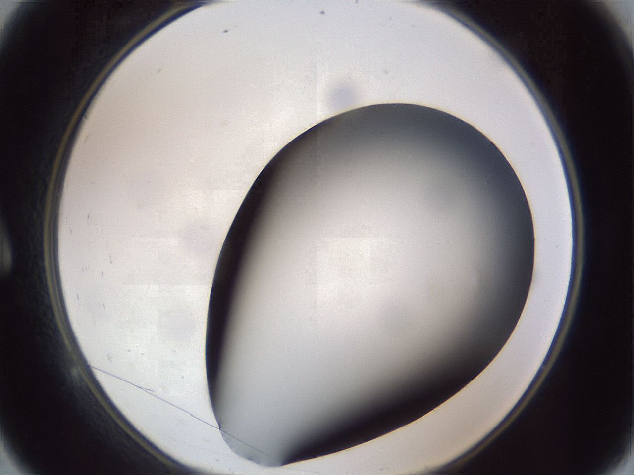folderID307_plateID1307_batchID4263_wellNum9_profileID1_d1_r78400_ef.jpg