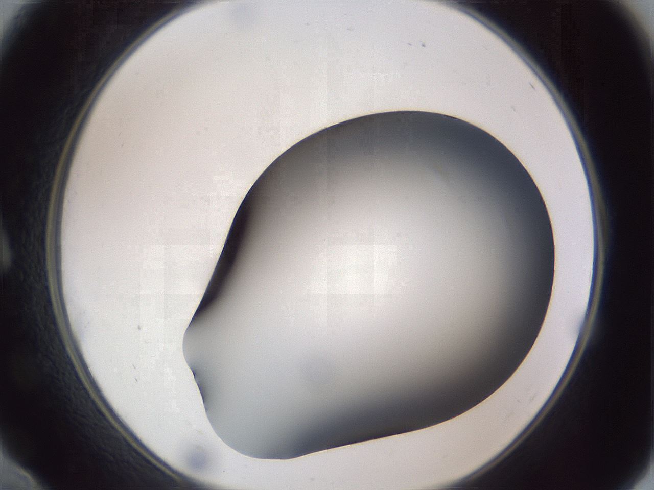 folderID307_plateID1307_batchID4302_wellNum10_profileID1_d1_r78401_ef.jpg