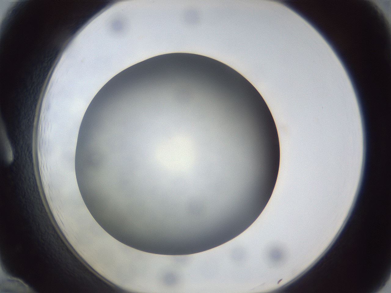 folderID307_plateID1307_batchID4302_wellNum12_profileID1_d1_r78403_ef.jpg