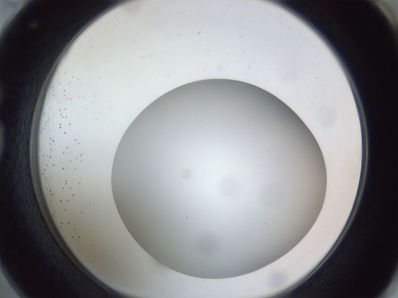 folderID307_plateID1307_batchID4263_wellNum73_profileID1_d1_r78464_ef.jpg