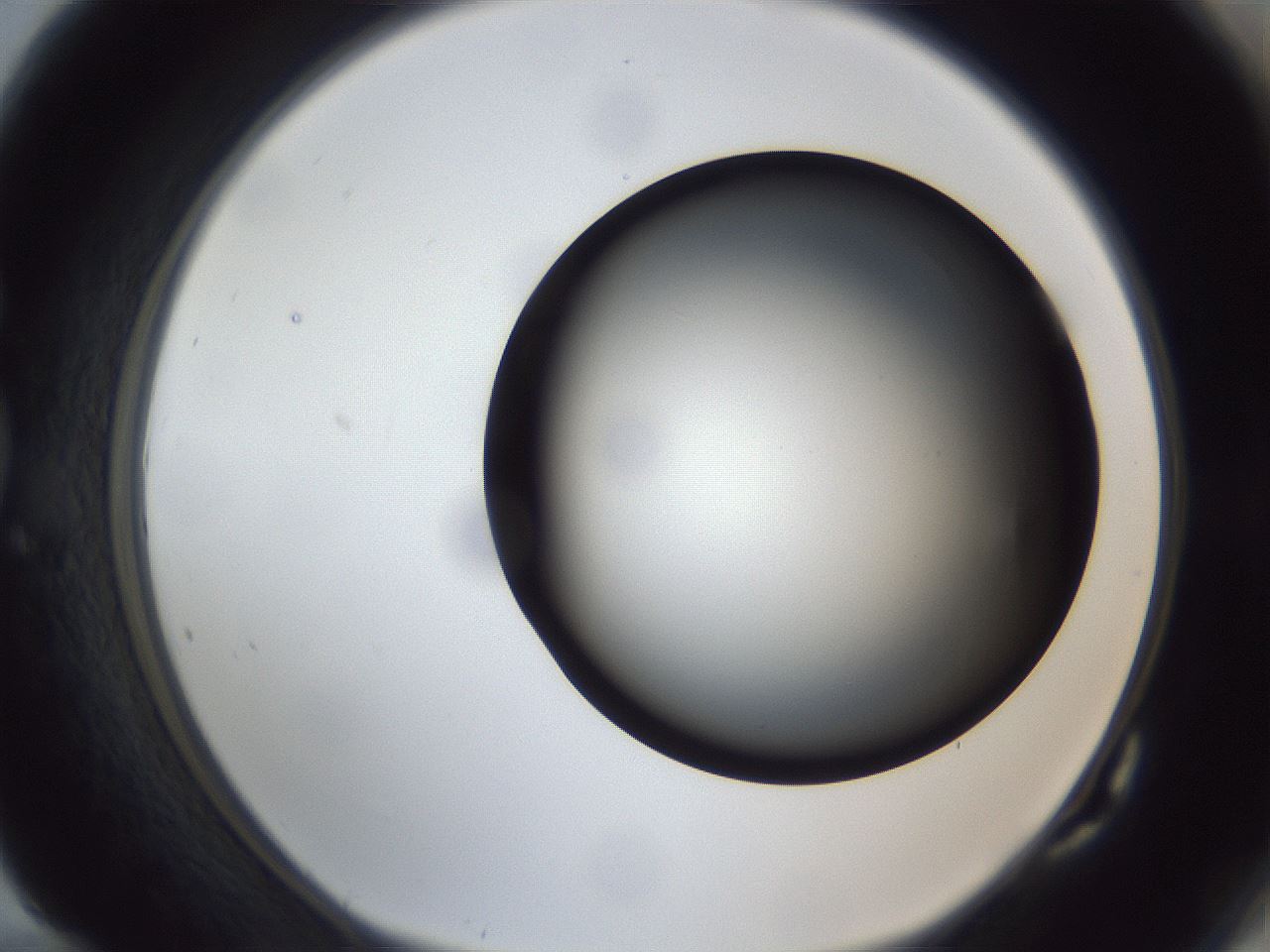 folderID307_plateID1307_batchID4263_wellNum82_profileID1_d1_r78473_ef.jpg