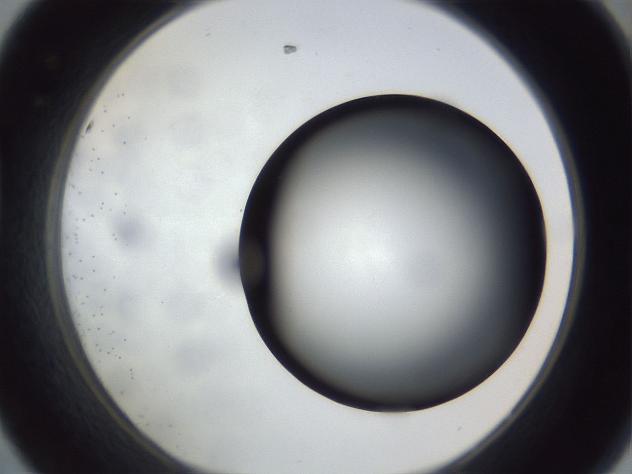 folderID307_plateID1307_batchID4302_wellNum44_profileID1_d1_r78435_ef.jpg