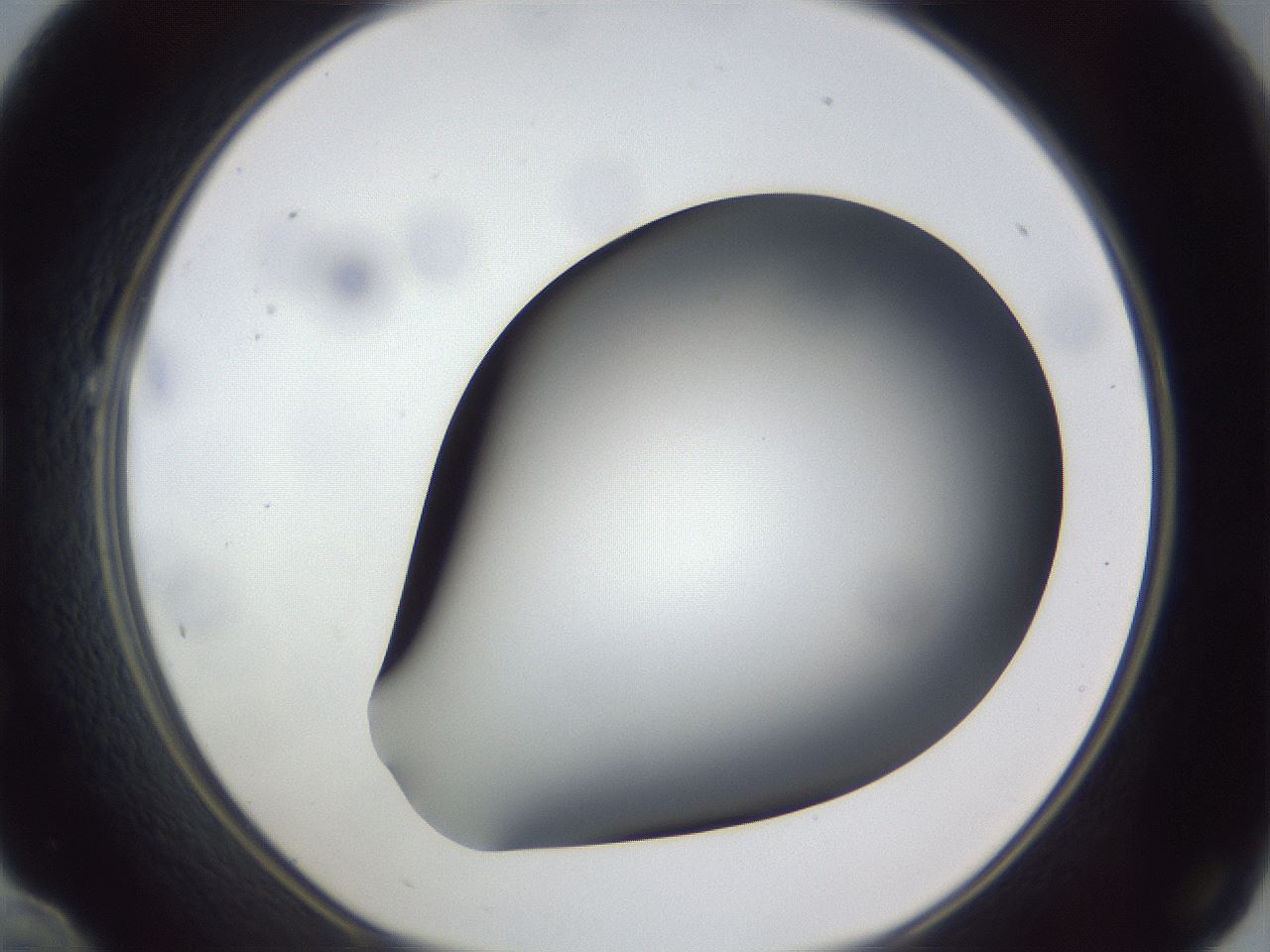 folderID307_plateID1307_batchID4302_wellNum22_profileID1_d1_r78413_ef.jpg