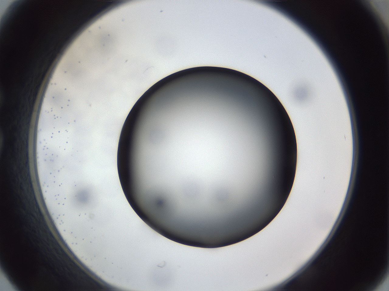 folderID307_plateID1307_batchID4302_wellNum30_profileID1_d1_r78421_ef.jpg