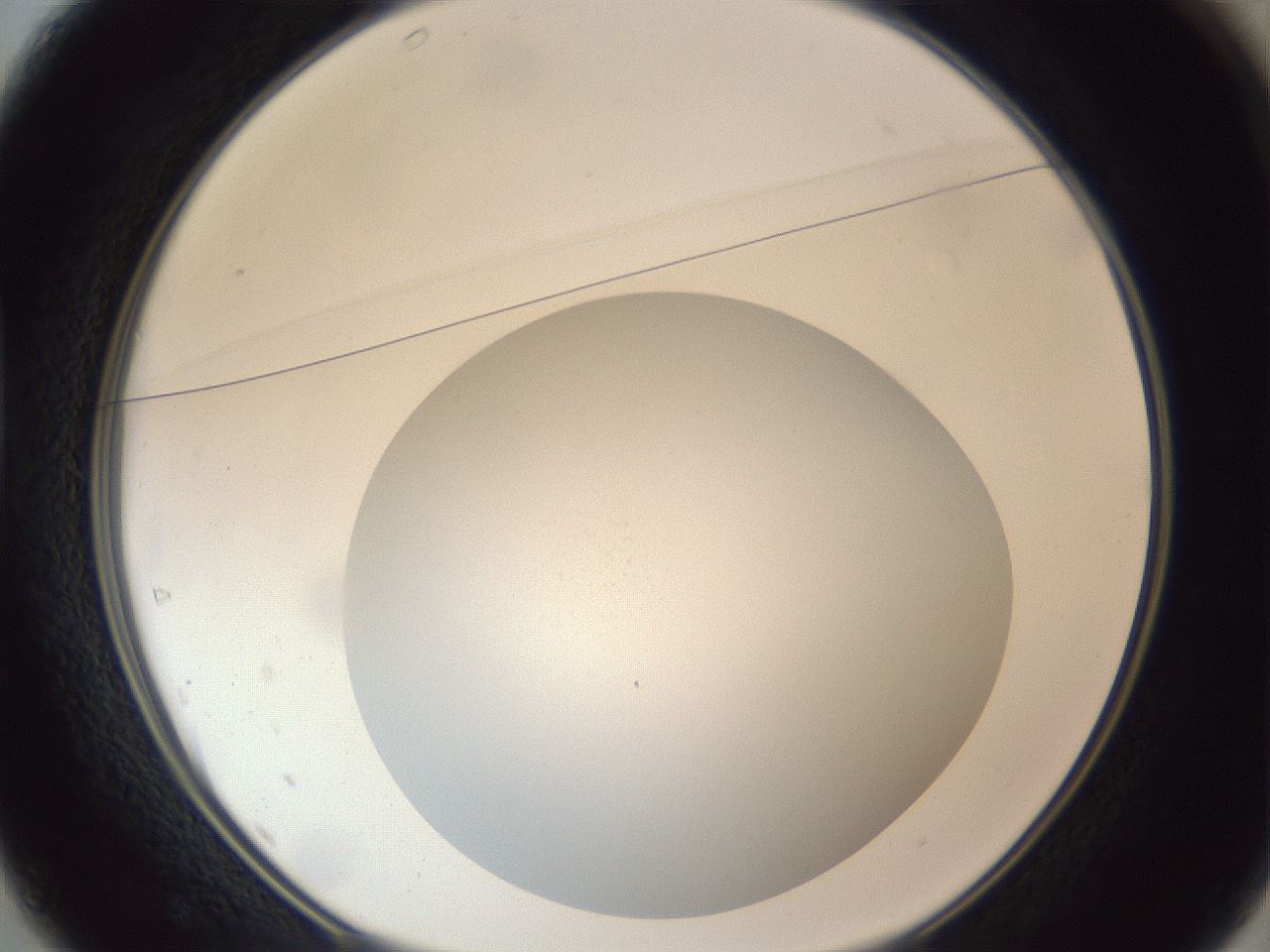 folderID307_plateID1307_batchID4302_wellNum37_profileID1_d1_r78428_ef.jpg