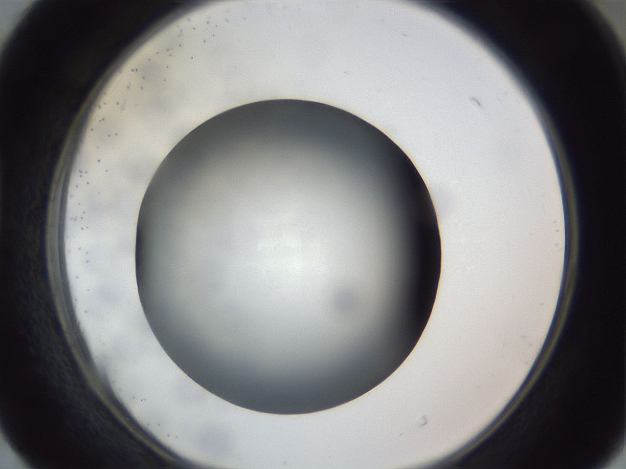 folderID307_plateID1307_batchID4302_wellNum40_profileID1_d1_r78431_ef.jpg