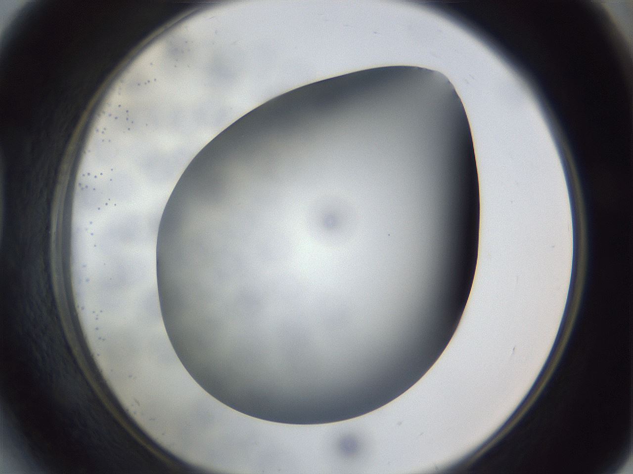 folderID307_plateID1307_batchID4302_wellNum41_profileID1_d1_r78432_ef.jpg
