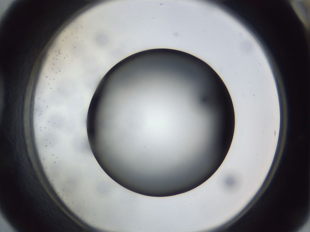 folderID307_plateID1307_batchID4302_wellNum42_profileID1_d1_r78433_ef.jpg