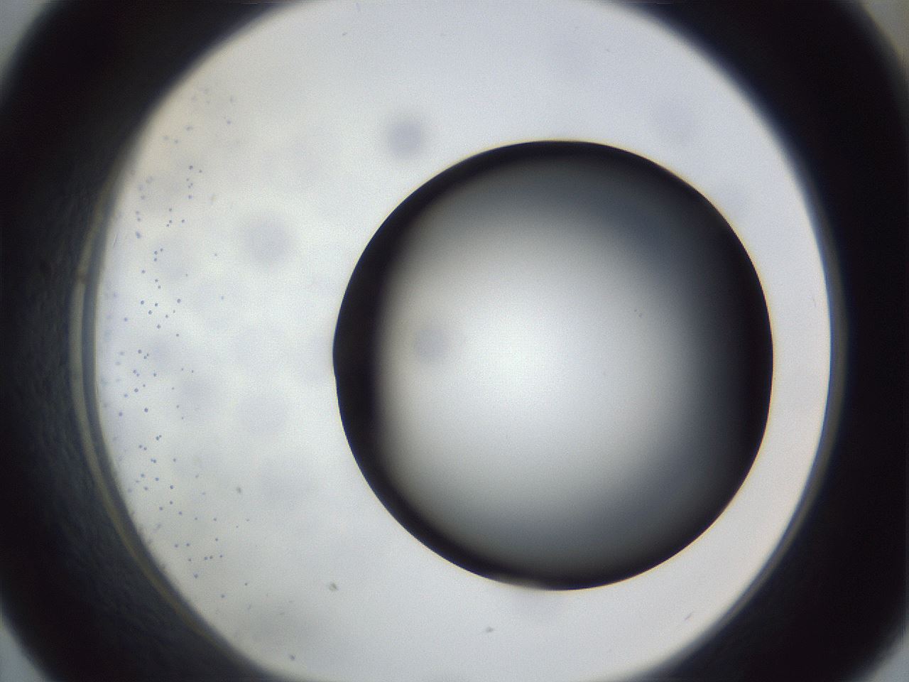 folderID307_plateID1307_batchID4302_wellNum43_profileID1_d1_r78434_ef.jpg