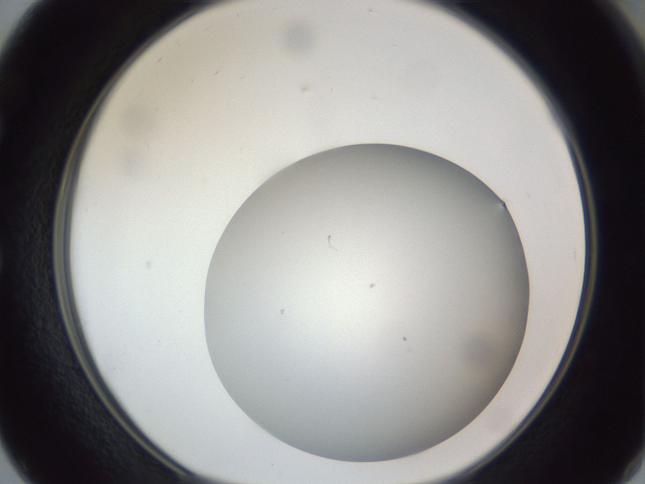 folderID307_plateID1307_batchID4302_wellNum50_profileID1_d1_r78441_ef.jpg