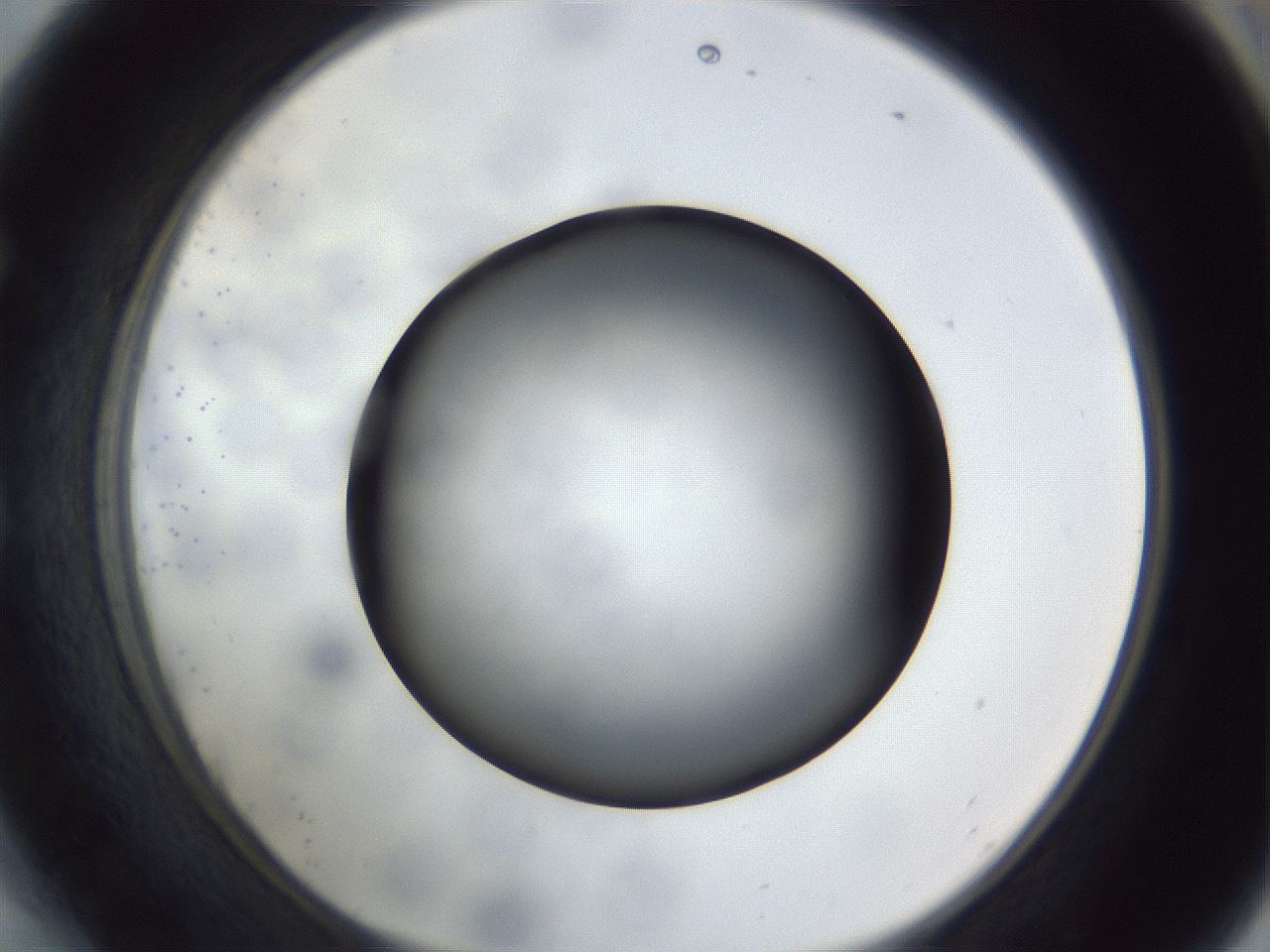 folderID307_plateID1307_batchID4302_wellNum54_profileID1_d1_r78445_ef.jpg