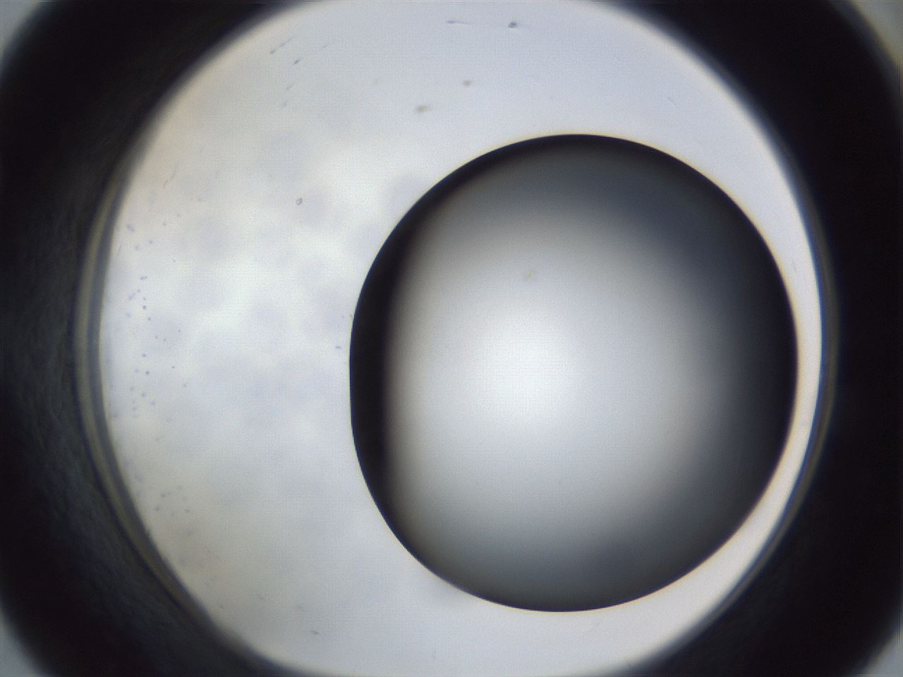 folderID307_plateID1307_batchID4302_wellNum56_profileID1_d1_r78447_ef.jpg