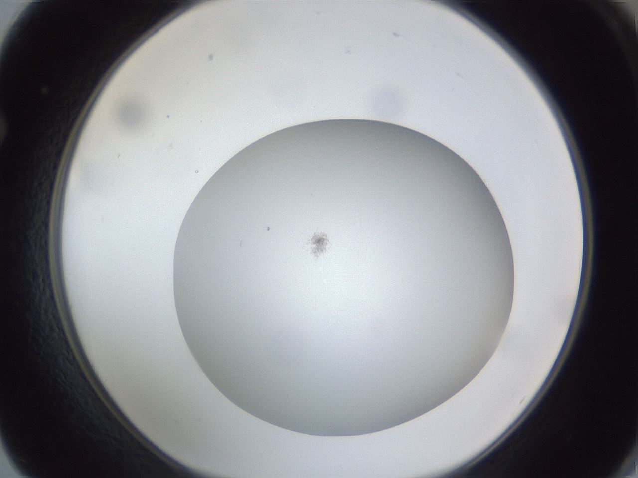 folderID307_plateID1307_batchID4302_wellNum62_profileID1_d1_r78453_ef.jpg