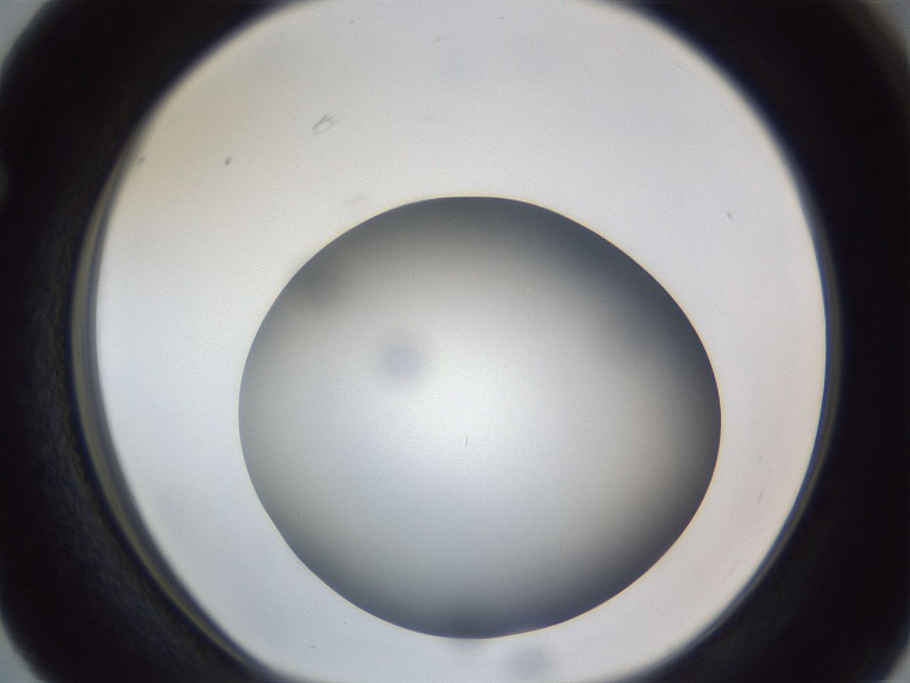 folderID307_plateID1307_batchID4302_wellNum63_profileID1_d1_r78454_ef.jpg