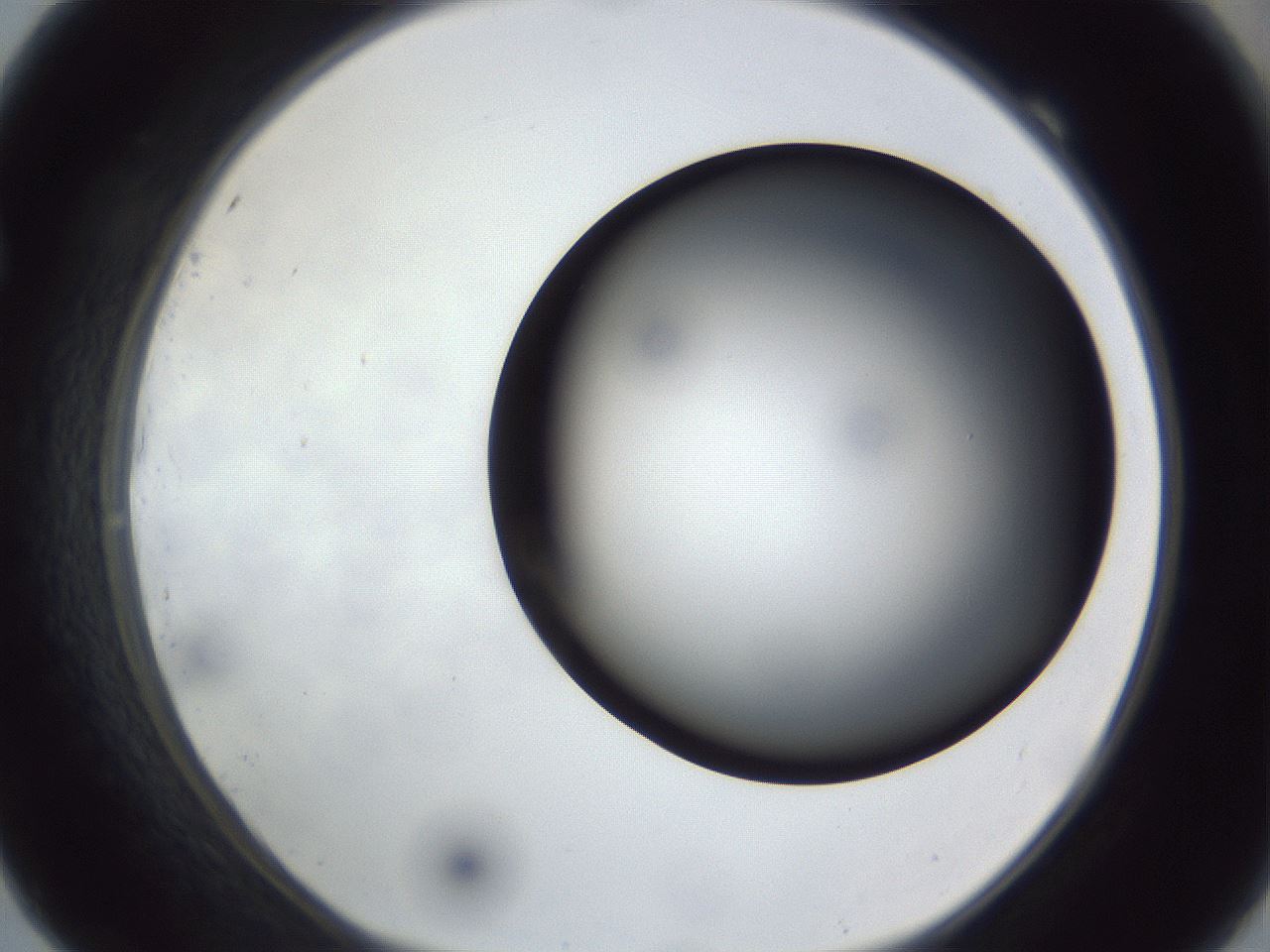 folderID307_plateID1307_batchID4302_wellNum69_profileID1_d1_r78460_ef.jpg