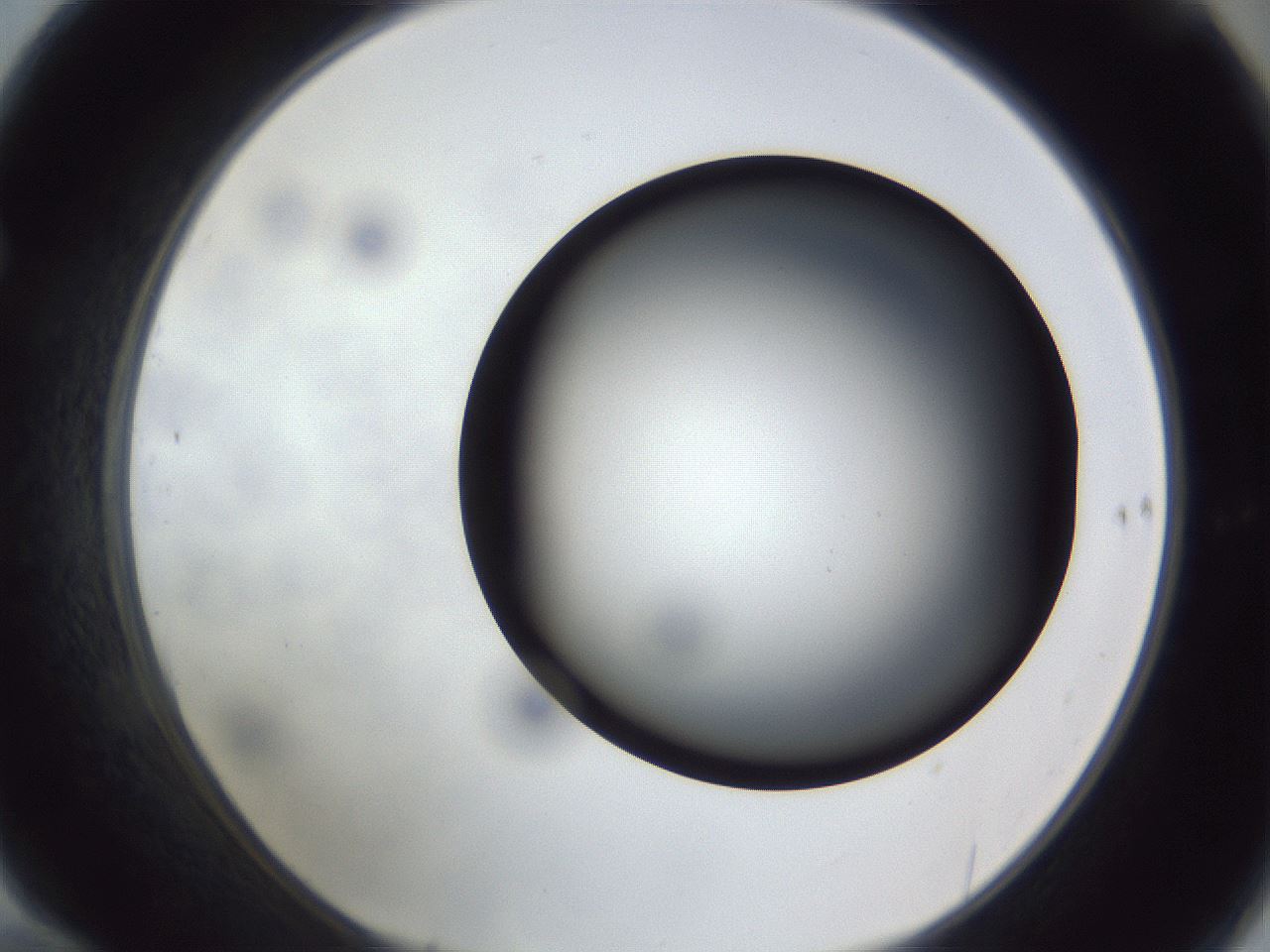 folderID307_plateID1307_batchID4302_wellNum70_profileID1_d1_r78461_ef.jpg