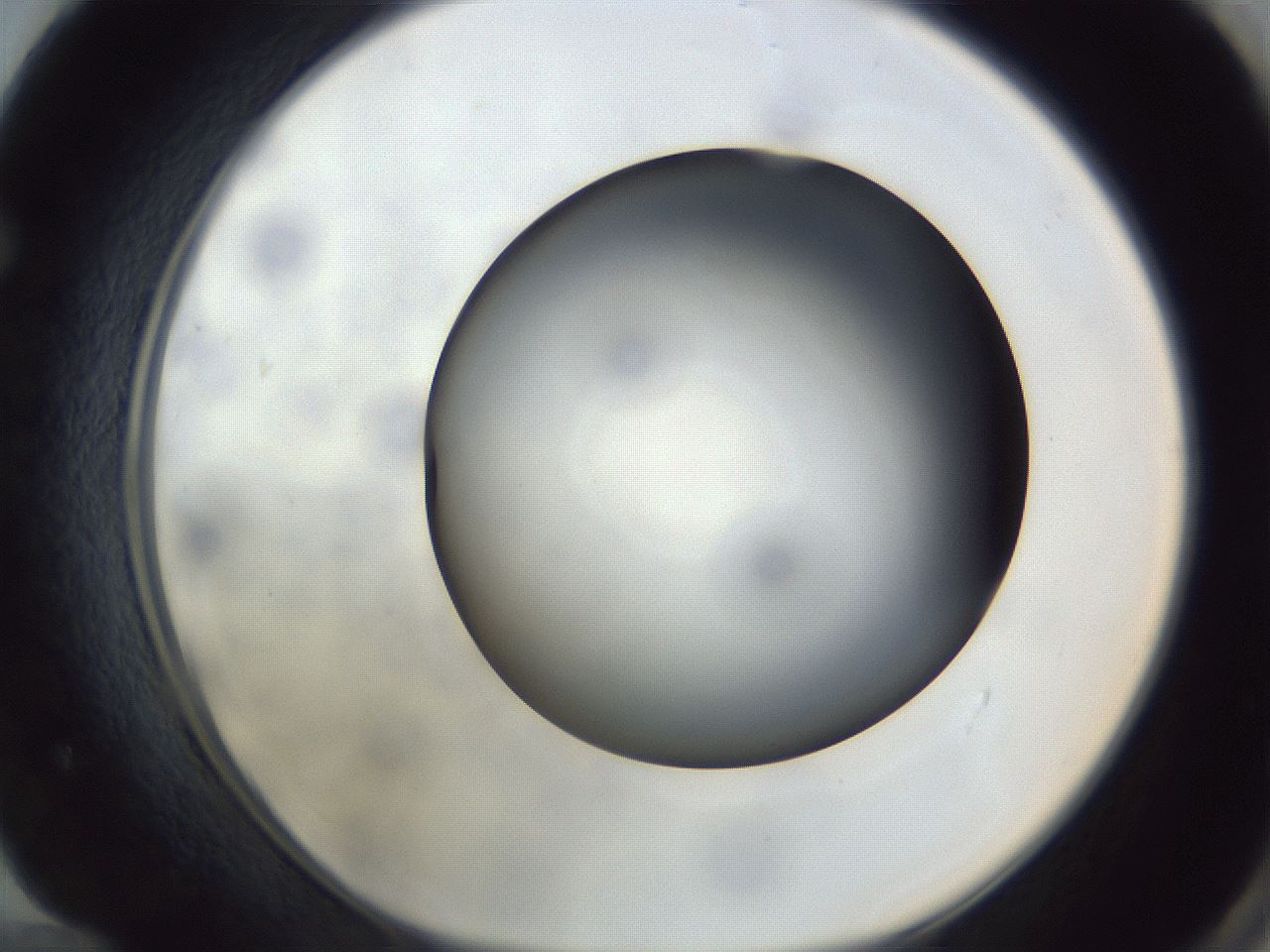 folderID307_plateID1307_batchID4302_wellNum72_profileID1_d1_r78463_ef.jpg
