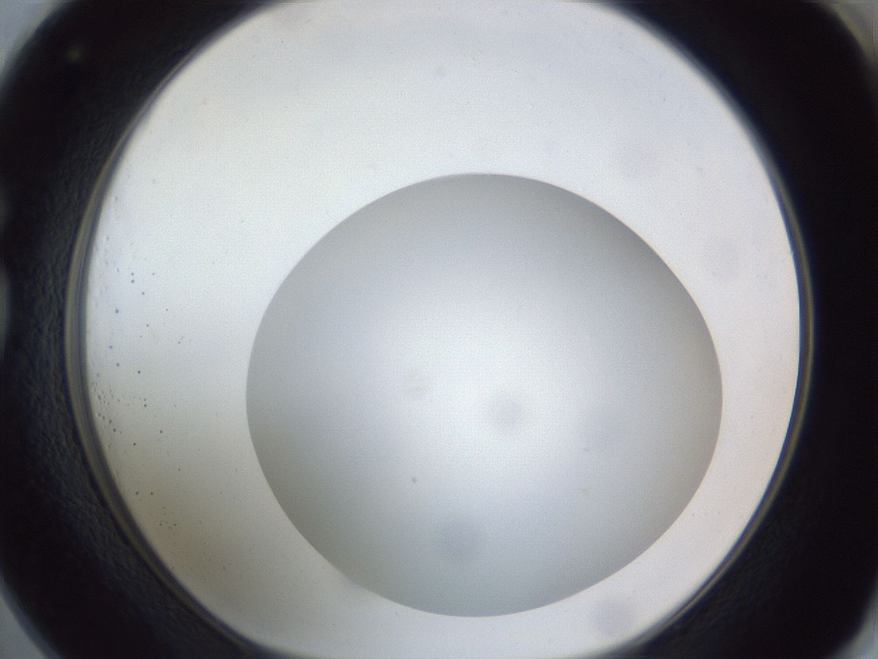 folderID307_plateID1307_batchID4302_wellNum73_profileID1_d1_r78464_ef.jpg