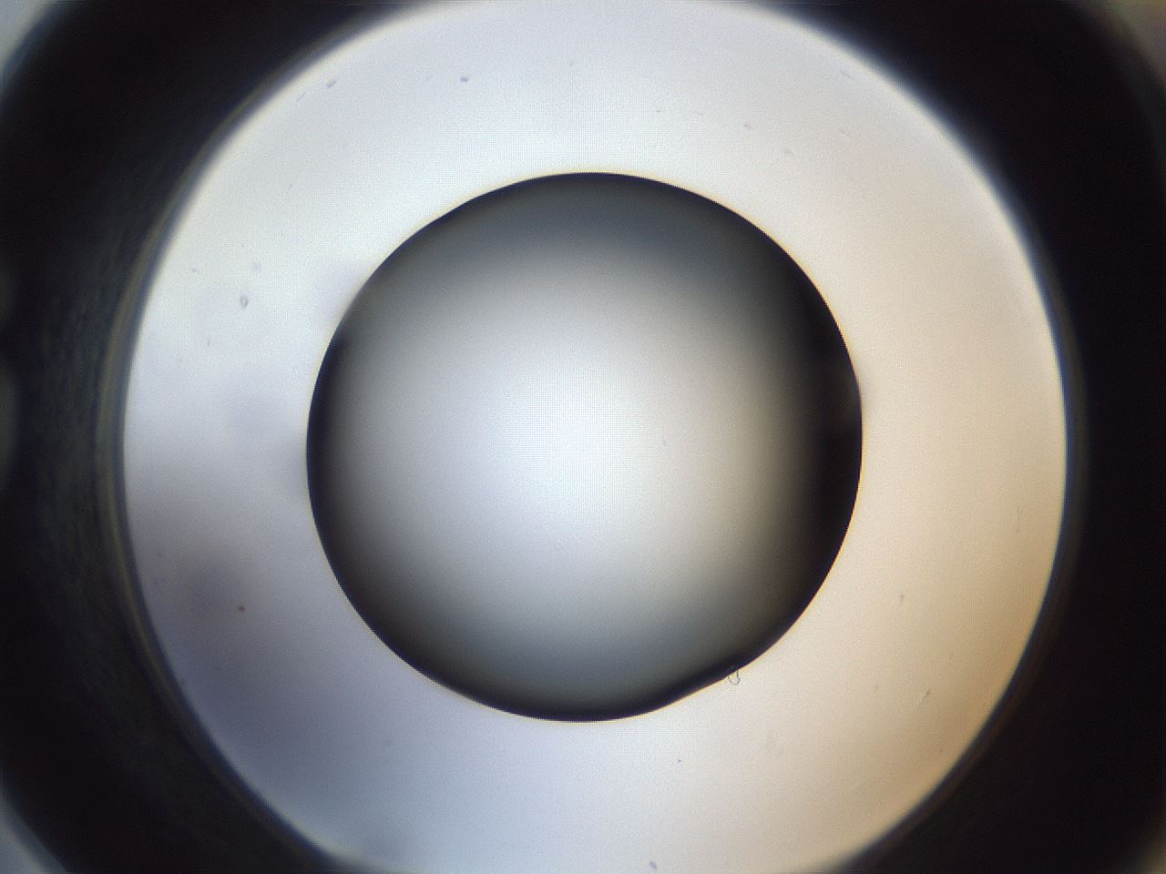 folderID307_plateID1307_batchID4302_wellNum78_profileID1_d1_r78469_ef.jpg