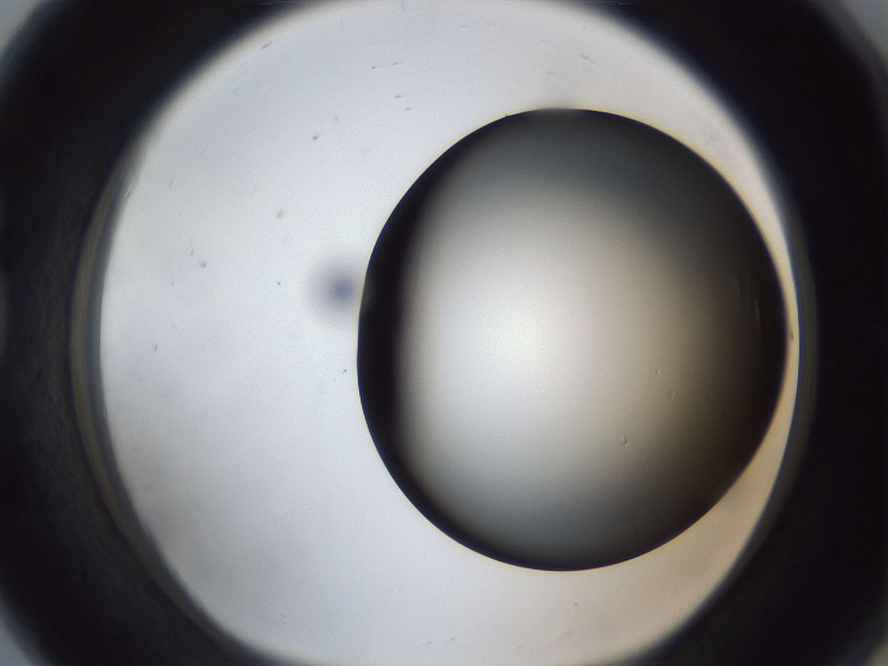 folderID307_plateID1307_batchID4302_wellNum80_profileID1_d1_r78471_ef.jpg