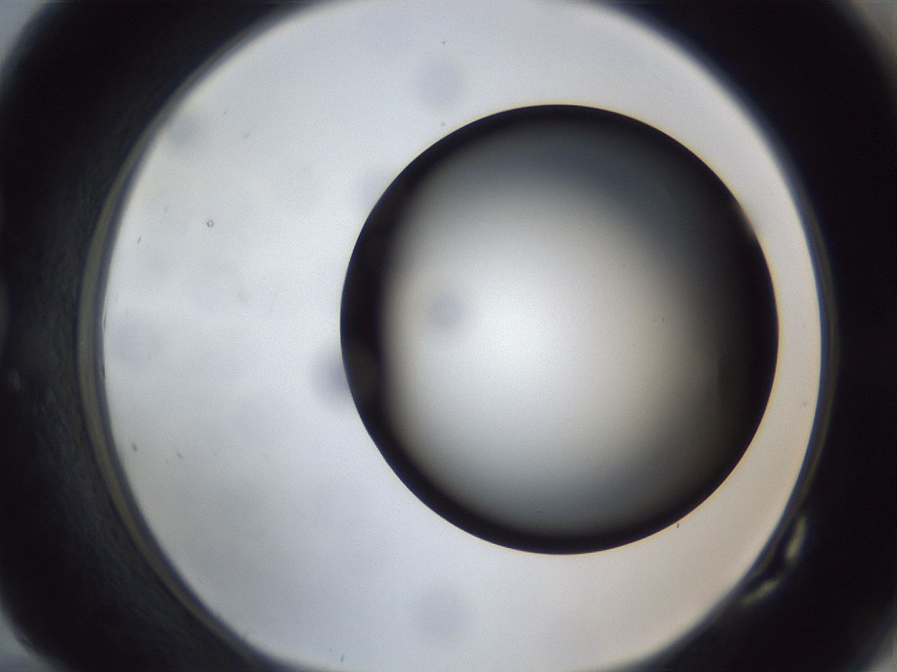 folderID307_plateID1307_batchID4302_wellNum82_profileID1_d1_r78473_ef.jpg