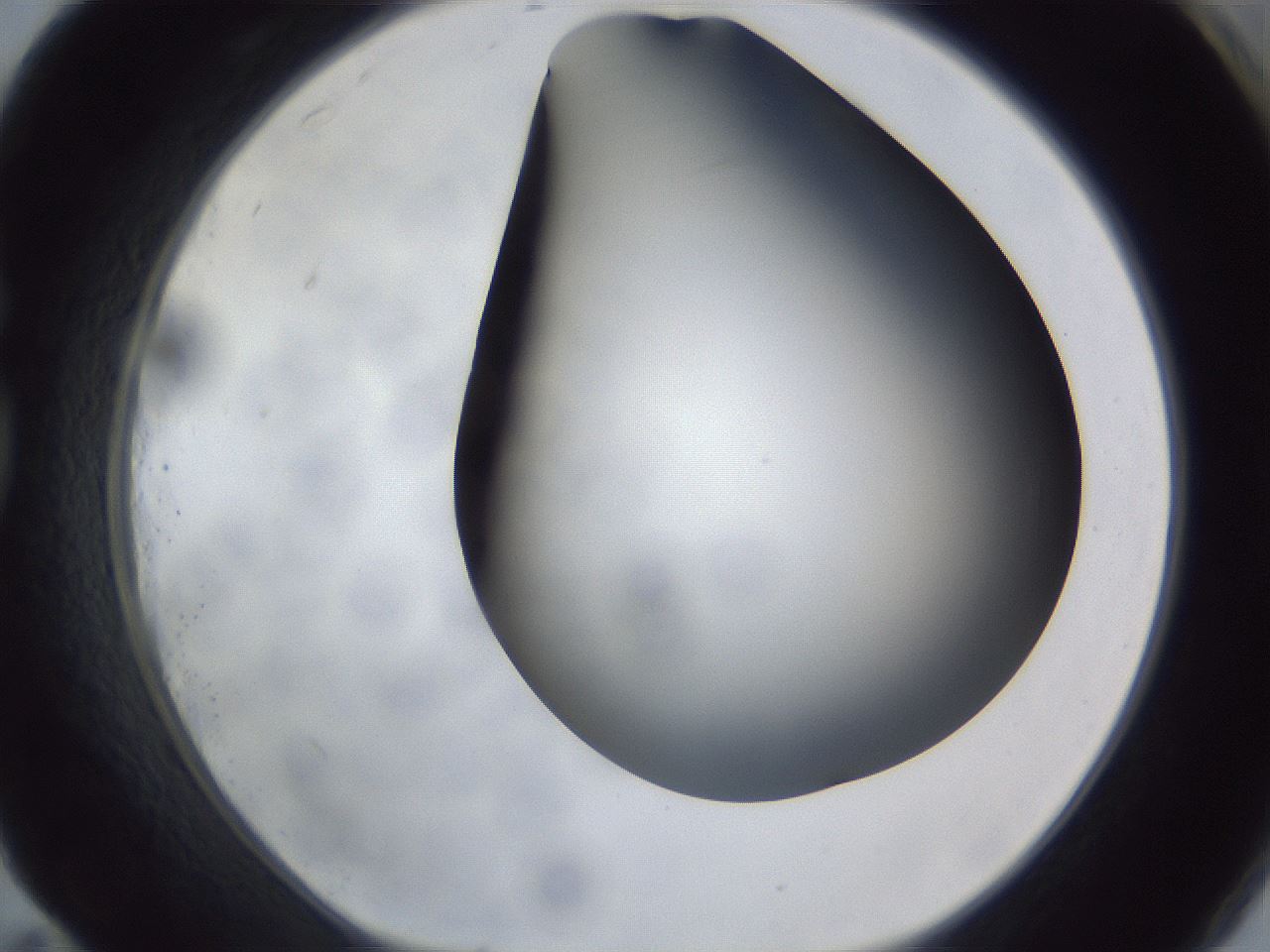 folderID307_plateID1307_batchID4302_wellNum83_profileID1_d1_r78474_ef.jpg