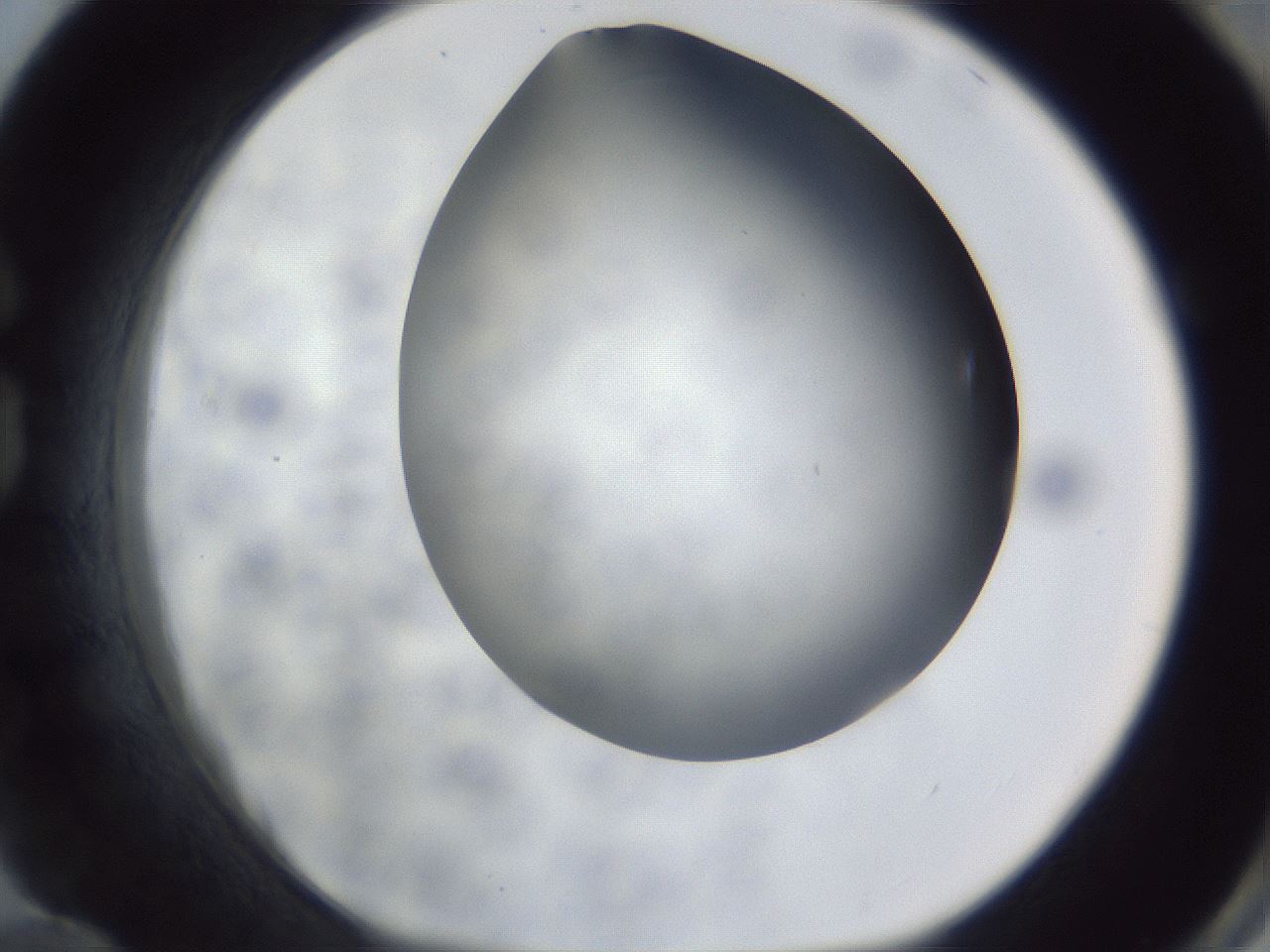 folderID307_plateID1307_batchID4302_wellNum84_profileID1_d1_r78475_ef.jpg