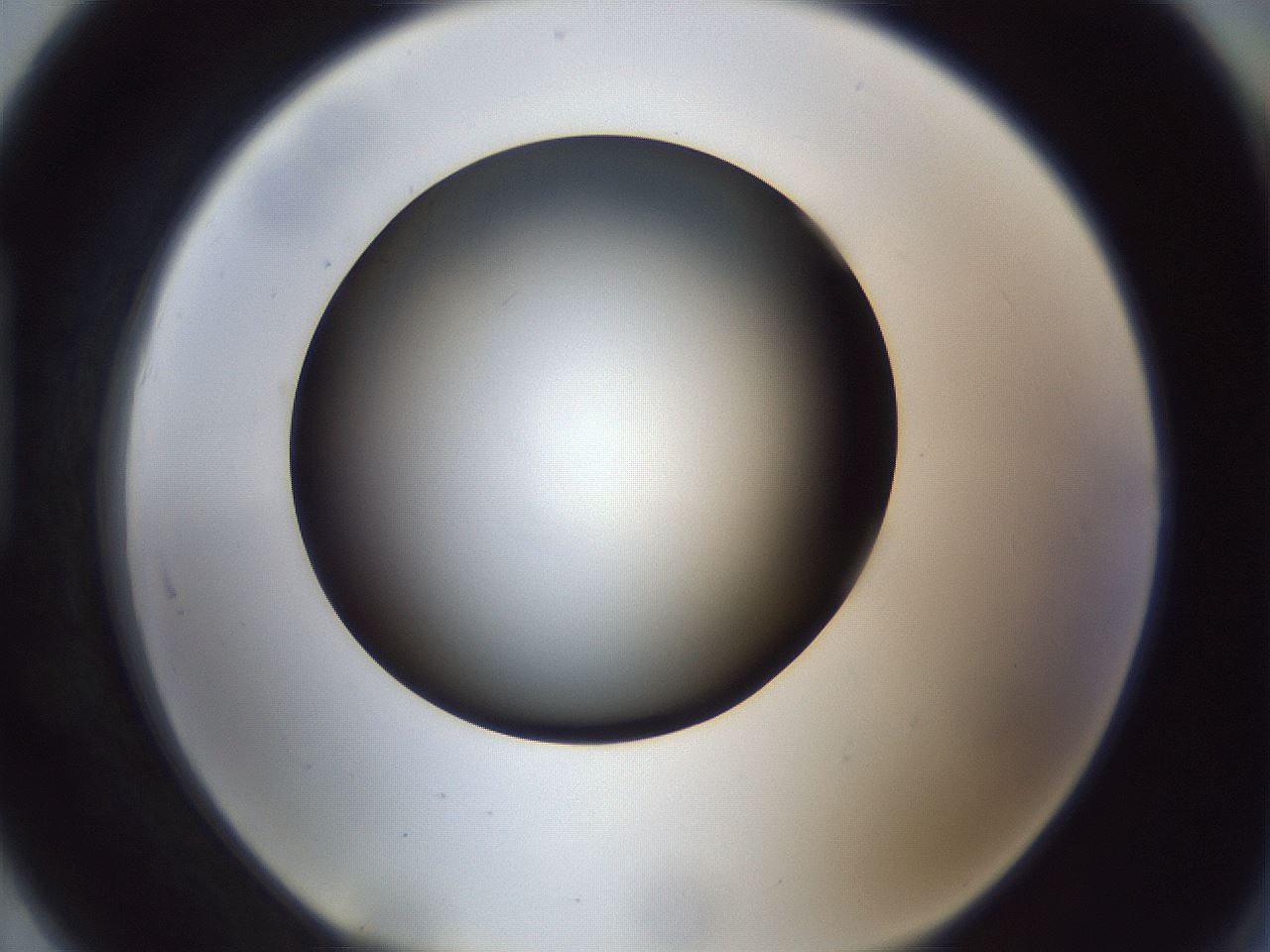folderID307_plateID1307_batchID4302_wellNum91_profileID1_d1_r78482_ef.jpg
