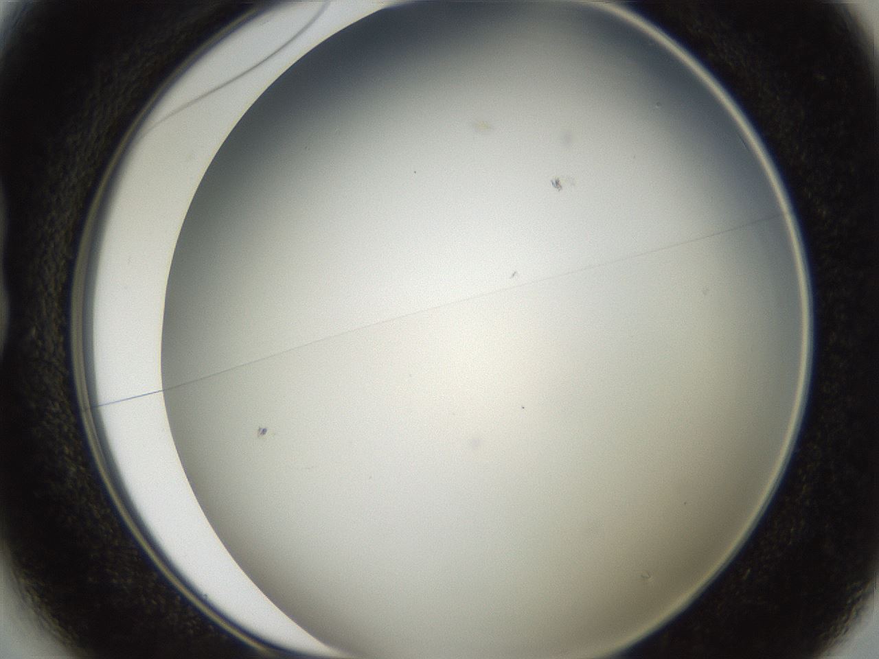folderID307_plateID2307_batchID10874_wellNum13_profileID1_d1_r162787_ef.jpg
