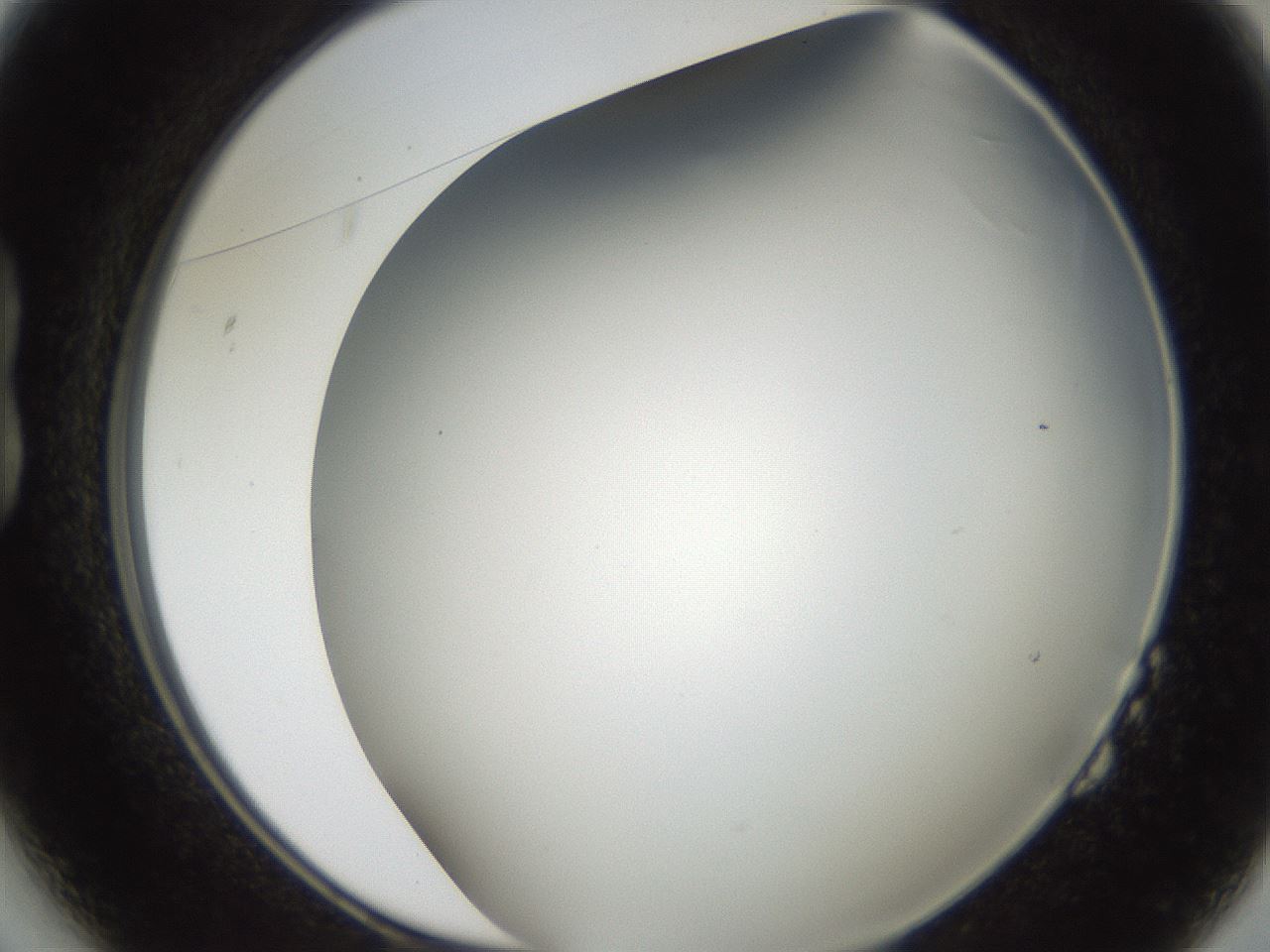 folderID307_plateID2307_batchID10874_wellNum14_profileID1_d1_r162788_ef.jpg
