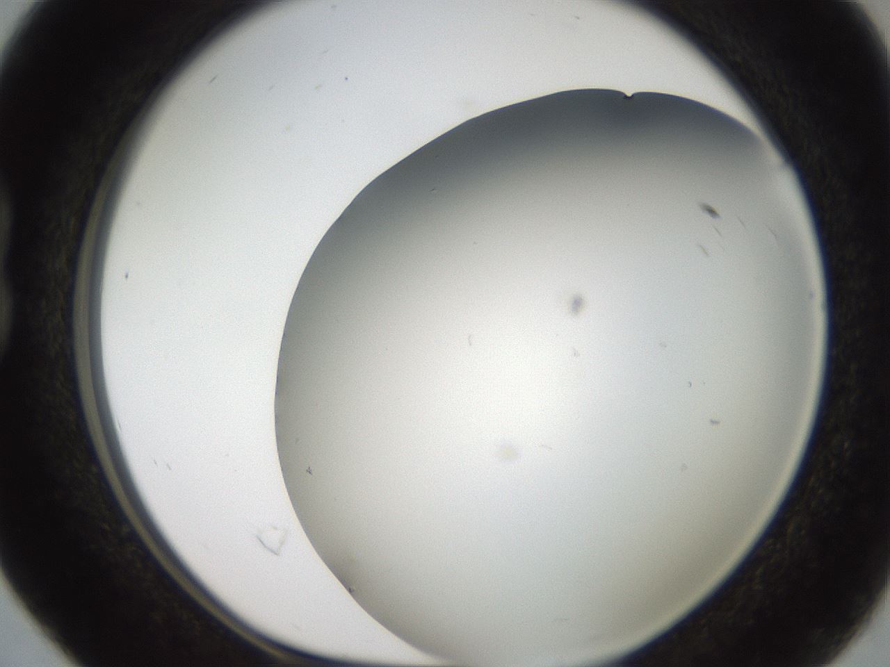 folderID307_plateID2307_batchID10874_wellNum16_profileID1_d1_r162790_ef.jpg