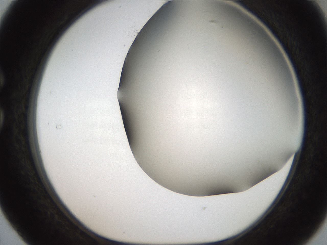 folderID307_plateID2307_batchID10874_wellNum29_profileID1_d1_r162803_ef.jpg