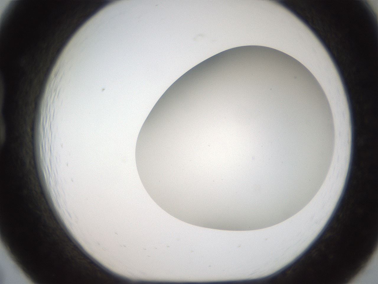 folderID307_plateID2307_batchID10874_wellNum19_profileID1_d1_r162793_ef.jpg