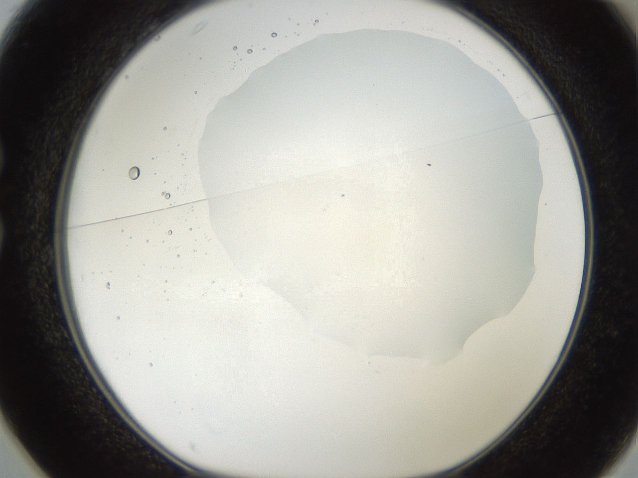 folderID307_plateID2307_batchID10874_wellNum25_profileID1_d1_r162799_ef.jpg