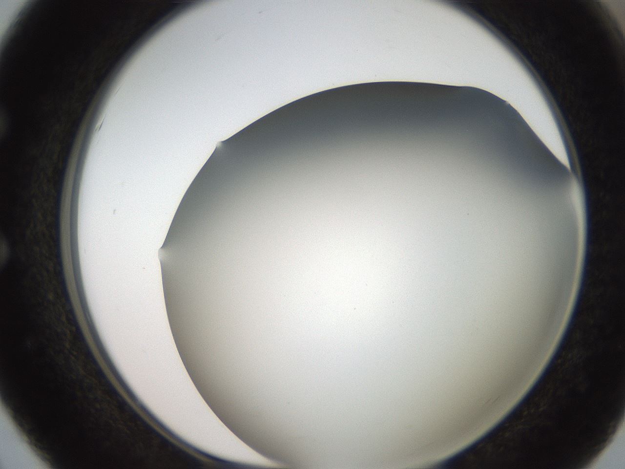folderID307_plateID2307_batchID10874_wellNum51_profileID1_d1_r162825_ef.jpg