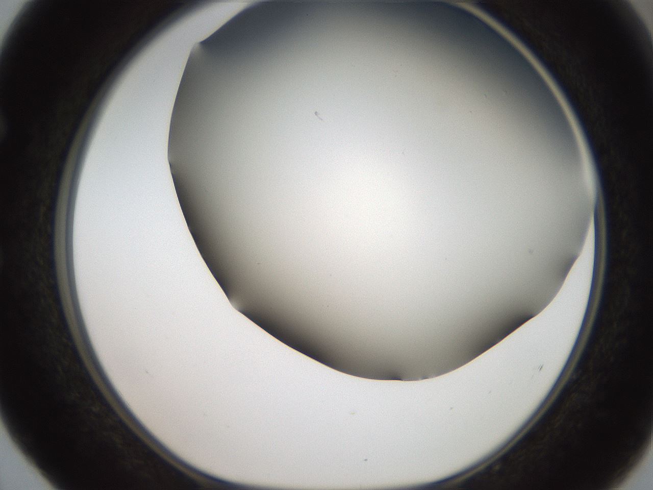 folderID307_plateID2307_batchID10874_wellNum52_profileID1_d1_r162826_ef.jpg