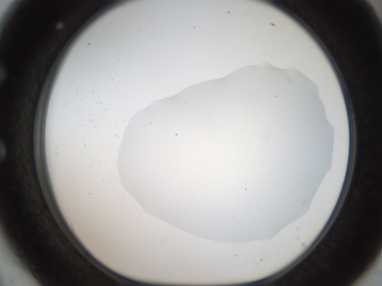 folderID307_plateID2307_batchID10874_wellNum54_profileID1_d1_r162828_ef.jpg