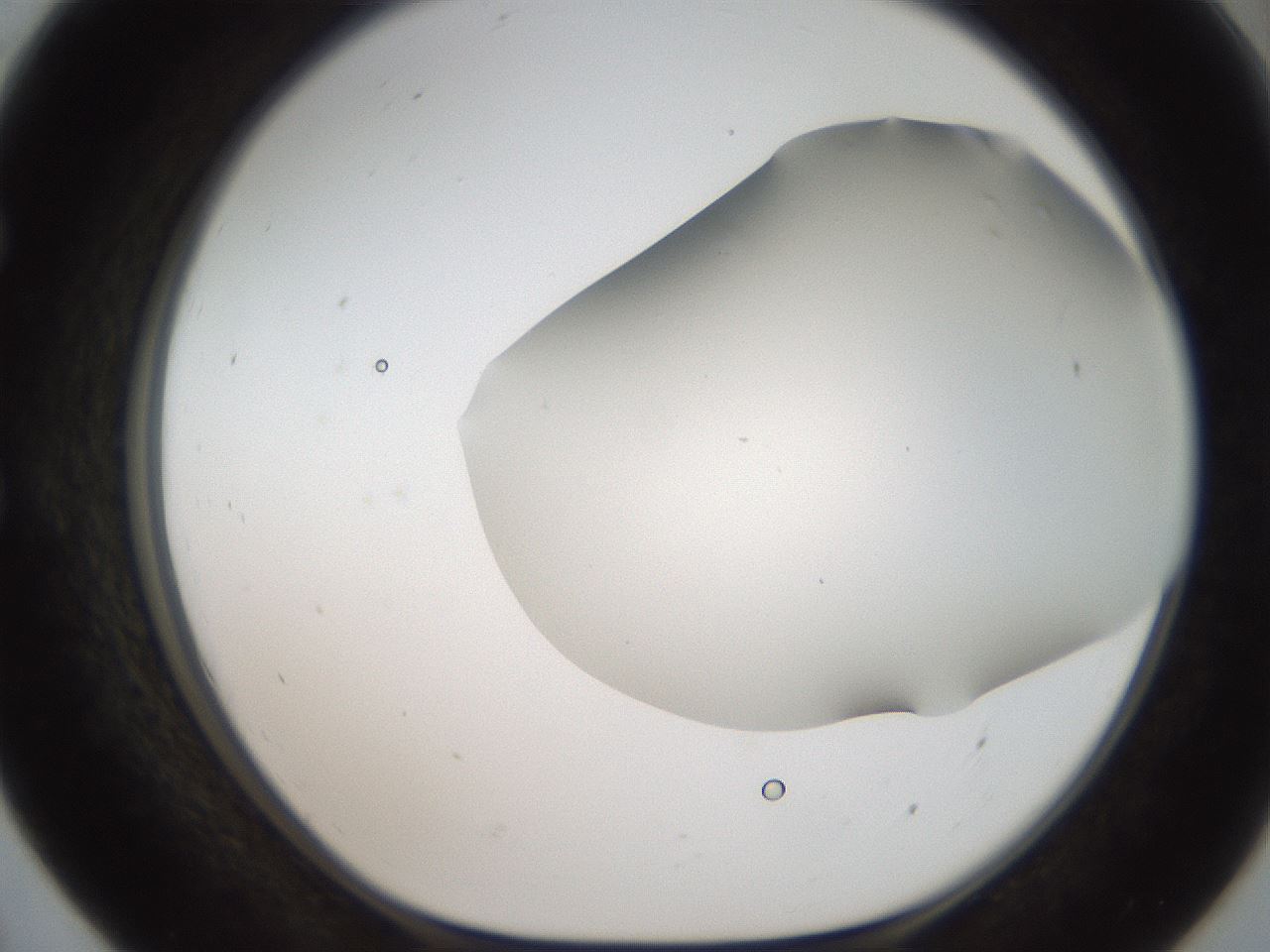 folderID307_plateID2307_batchID10874_wellNum55_profileID1_d1_r162829_ef.jpg