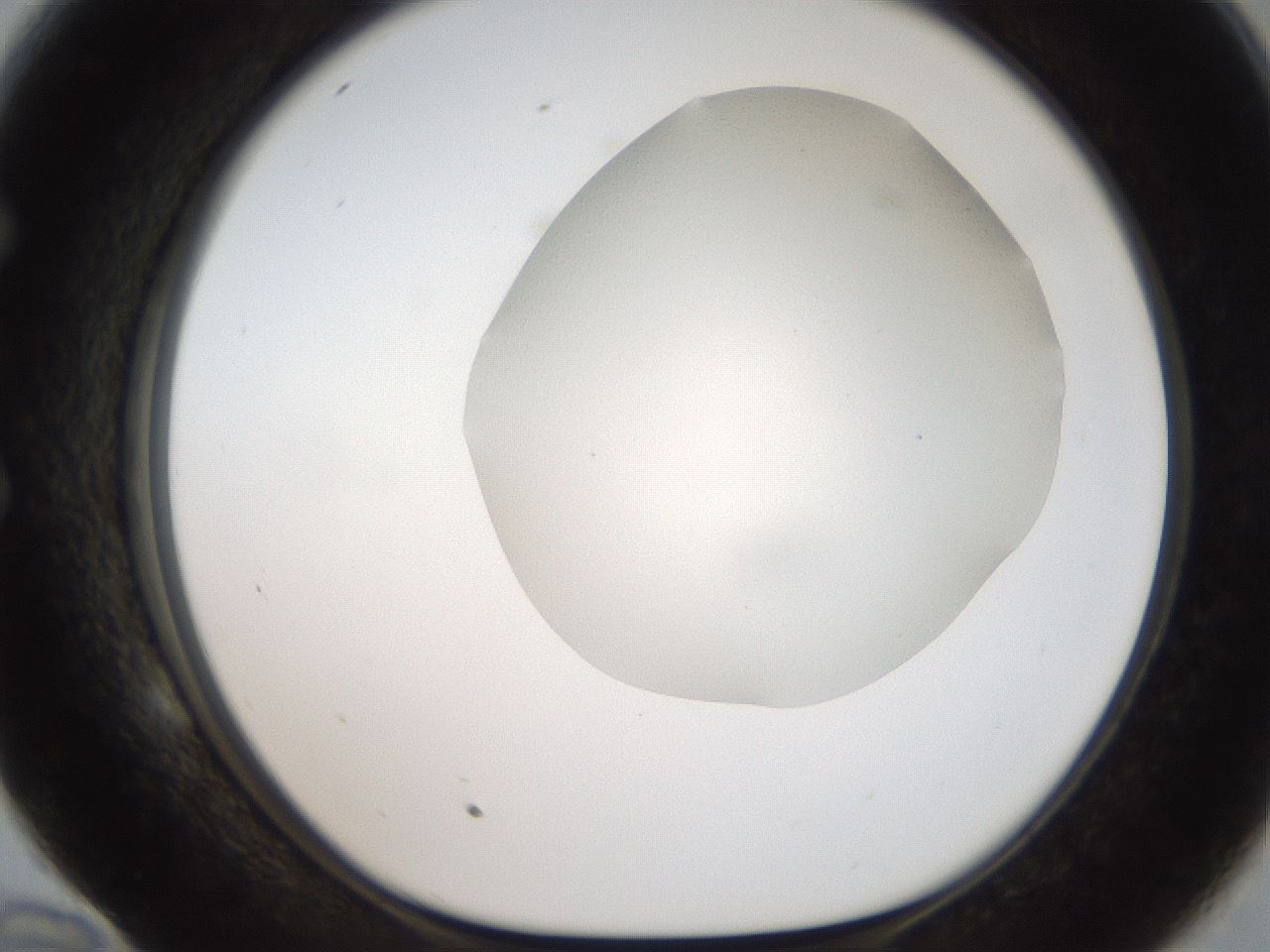 folderID307_plateID2307_batchID10874_wellNum58_profileID1_d1_r162832_ef.jpg