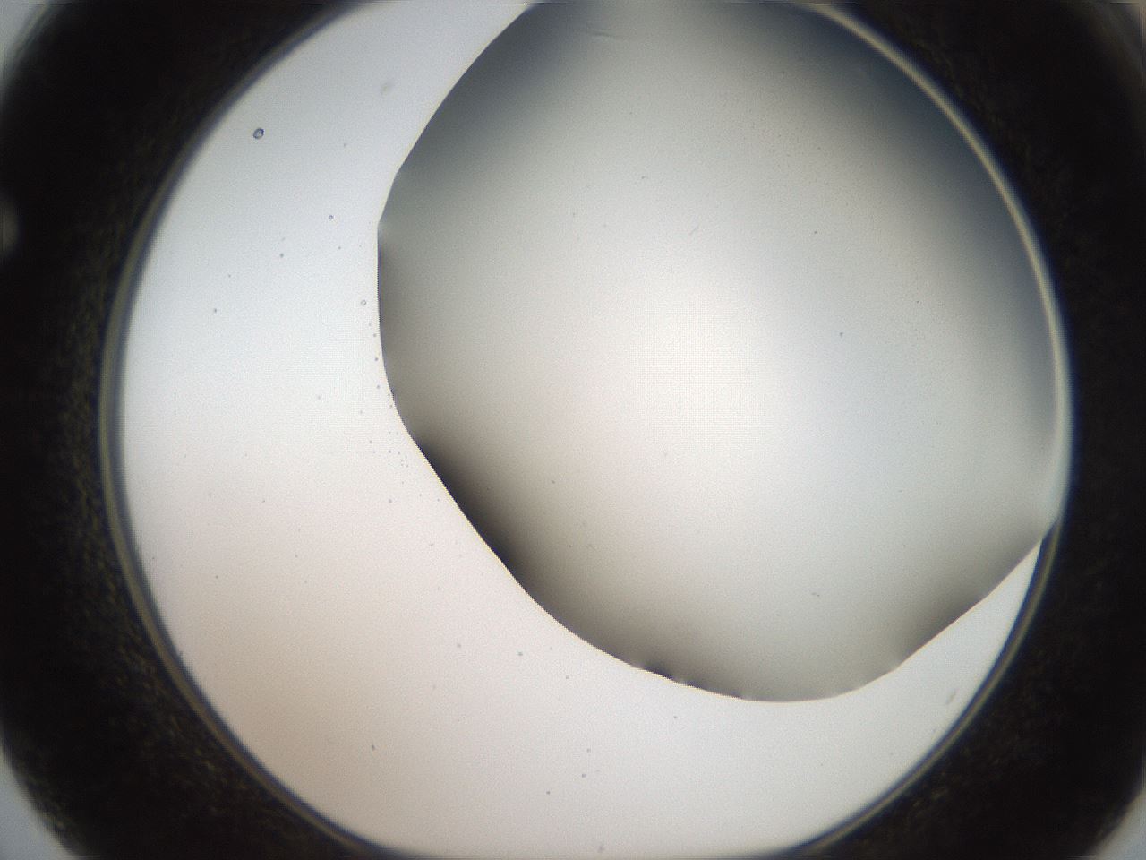 folderID307_plateID2307_batchID10874_wellNum62_profileID1_d1_r162836_ef.jpg