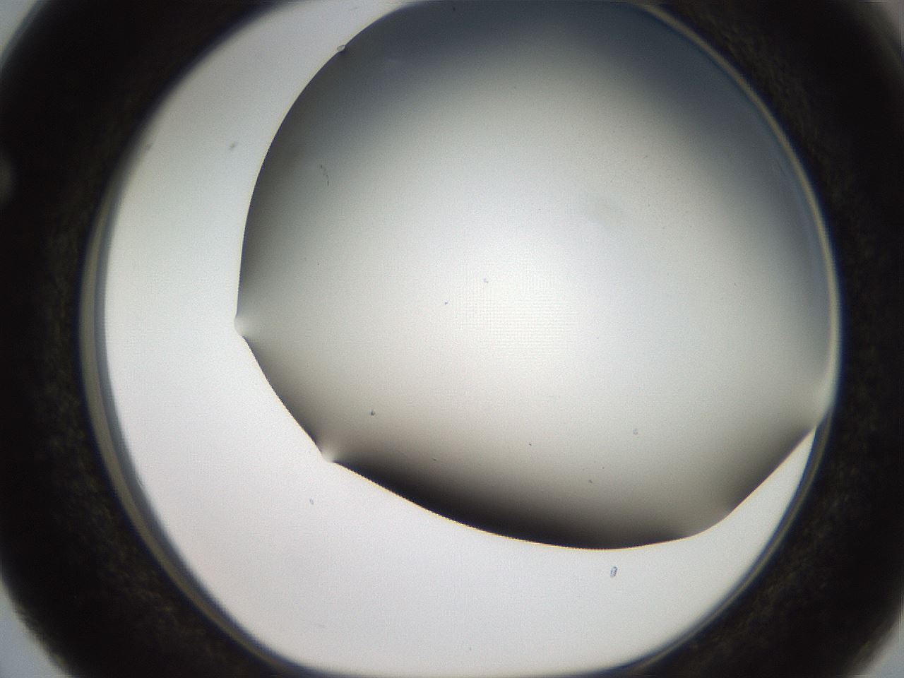 folderID307_plateID2307_batchID10874_wellNum63_profileID1_d1_r162837_ef.jpg