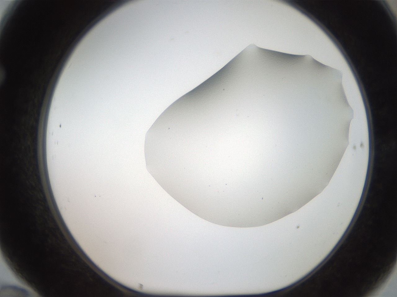 folderID307_plateID2307_batchID10874_wellNum70_profileID1_d1_r162844_ef.jpg