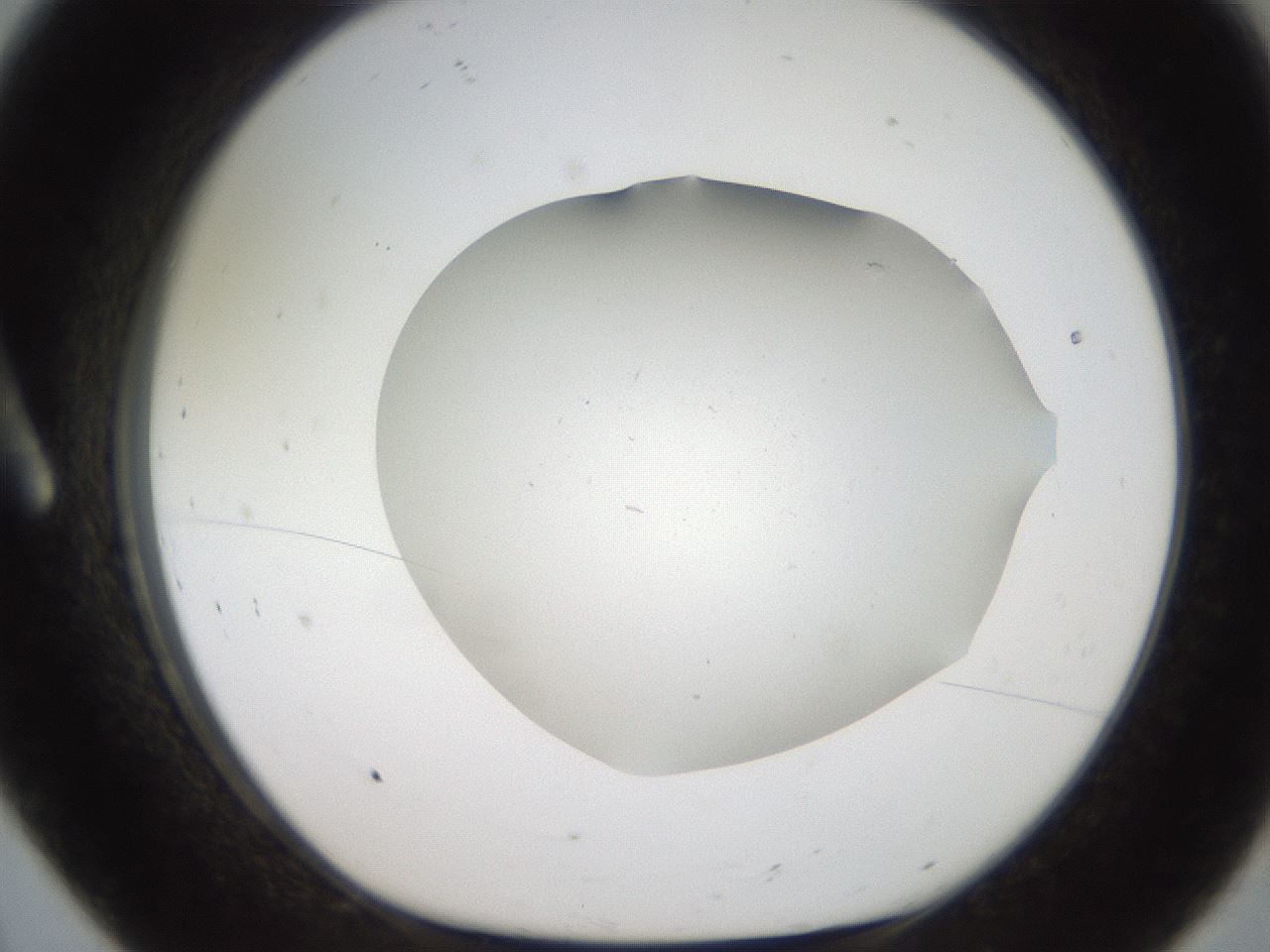 folderID307_plateID2307_batchID10874_wellNum8_profileID1_d1_r162782_ef.jpg