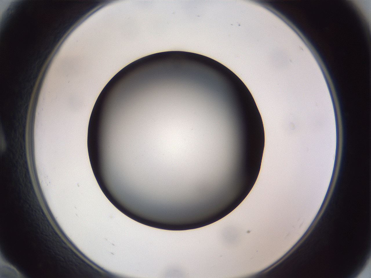 folderID308_plateID1308_batchID4271_wellNum10_profileID1_d1_r78881_ef.jpg
