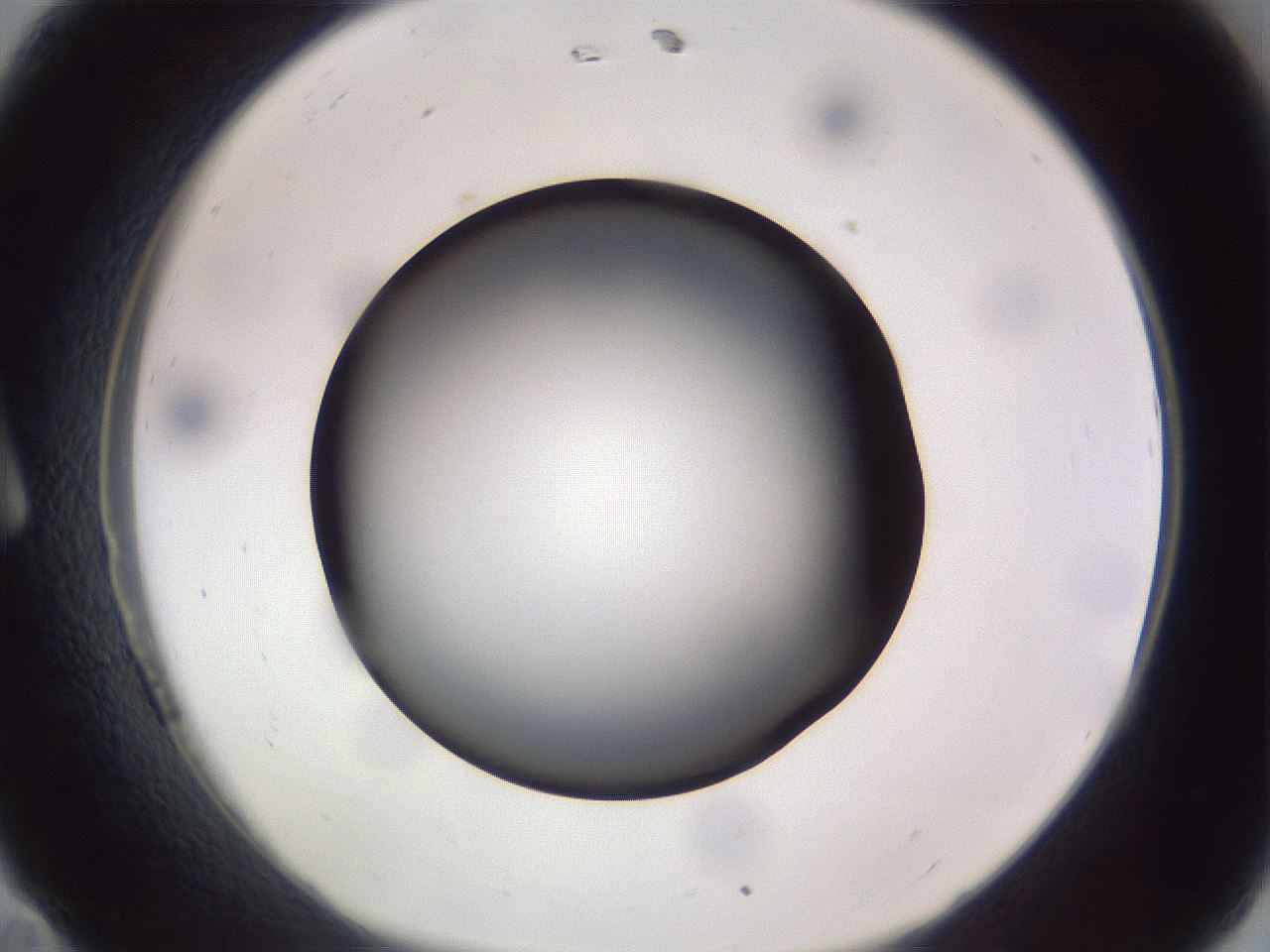 folderID308_plateID1308_batchID4271_wellNum11_profileID1_d1_r78882_ef.jpg